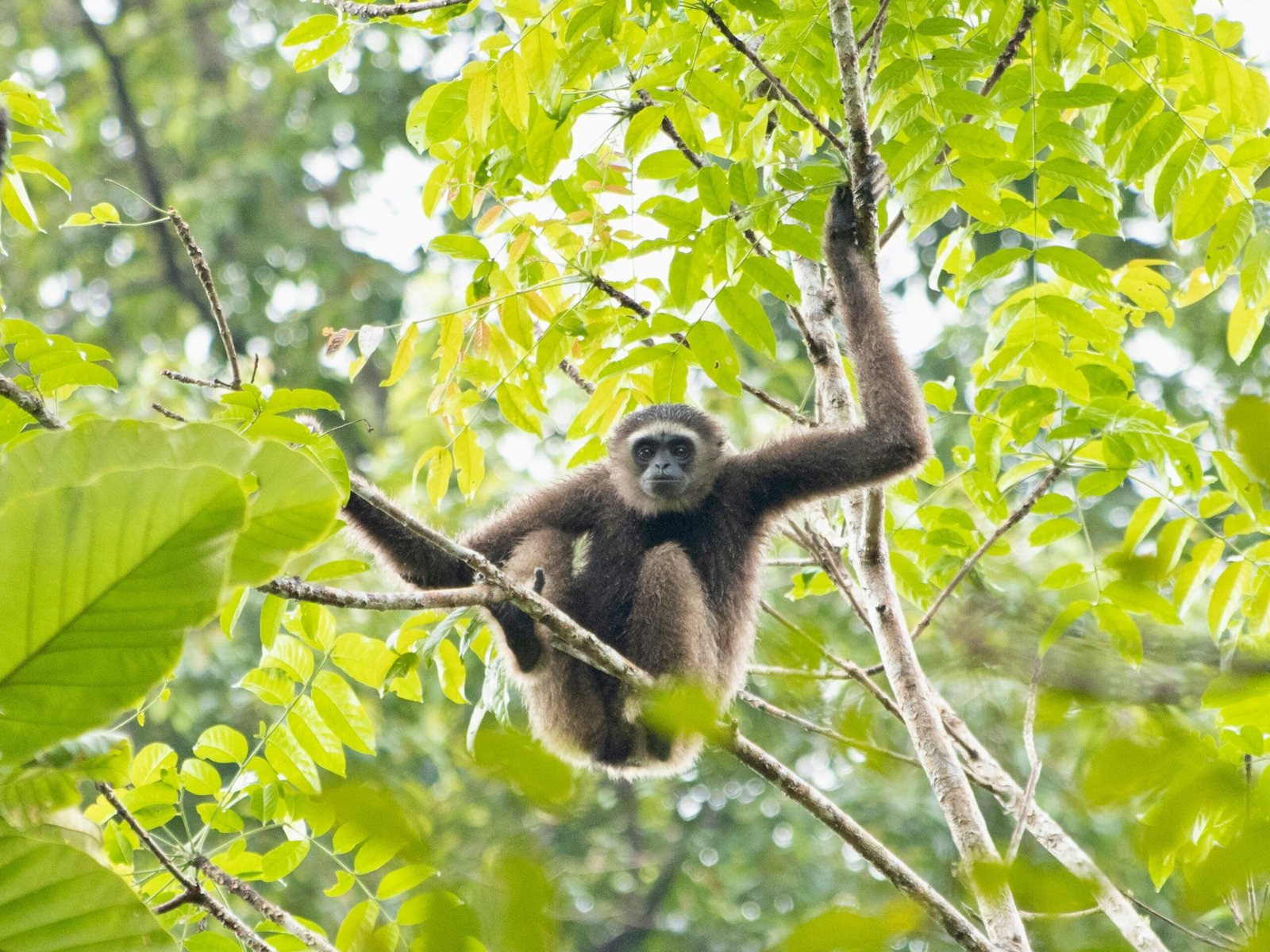 a monkey hanging from a tree branch in a forest